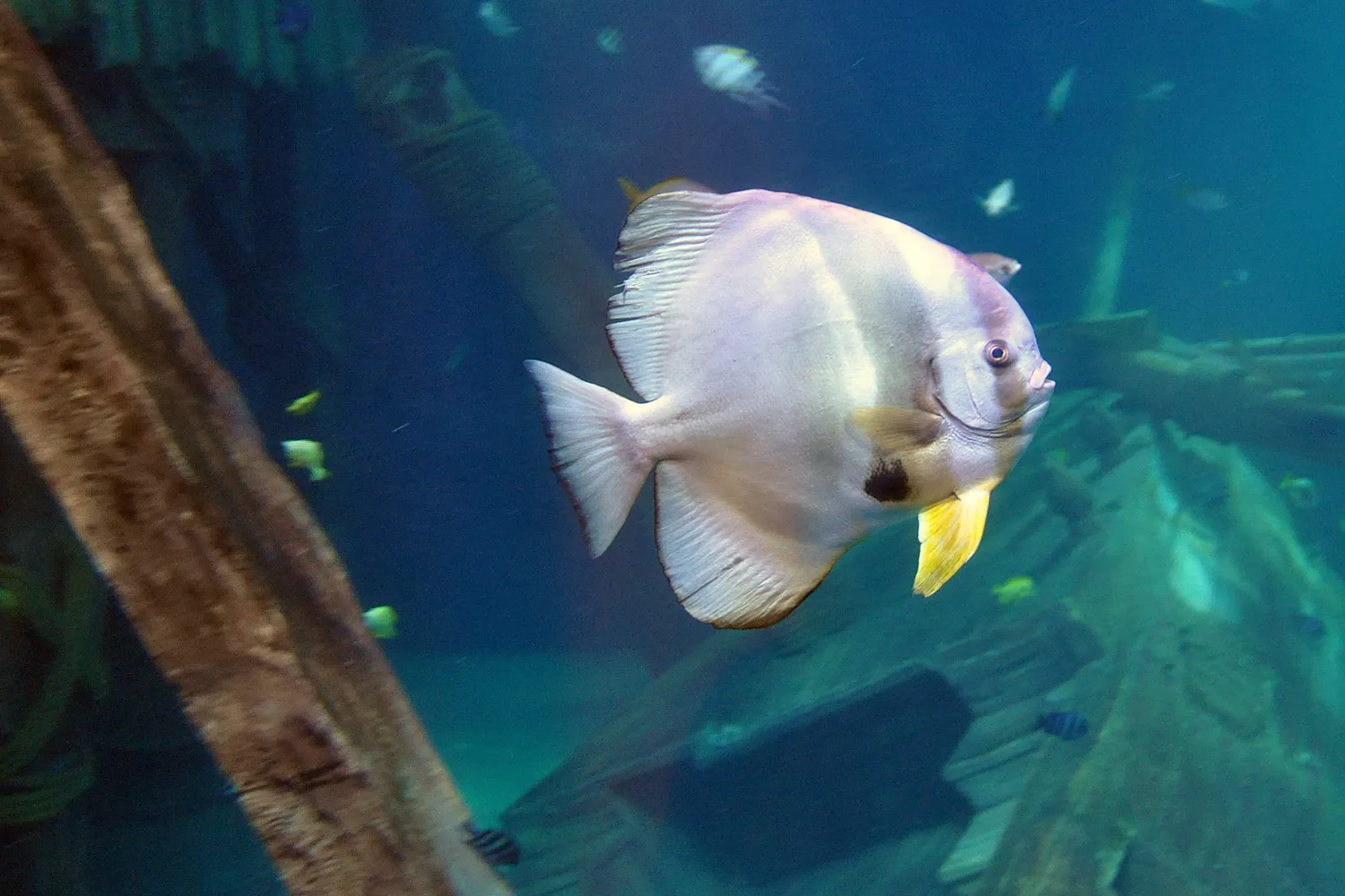 Gardaland SEA LIFE Aquarium - Pipistrello a Disco