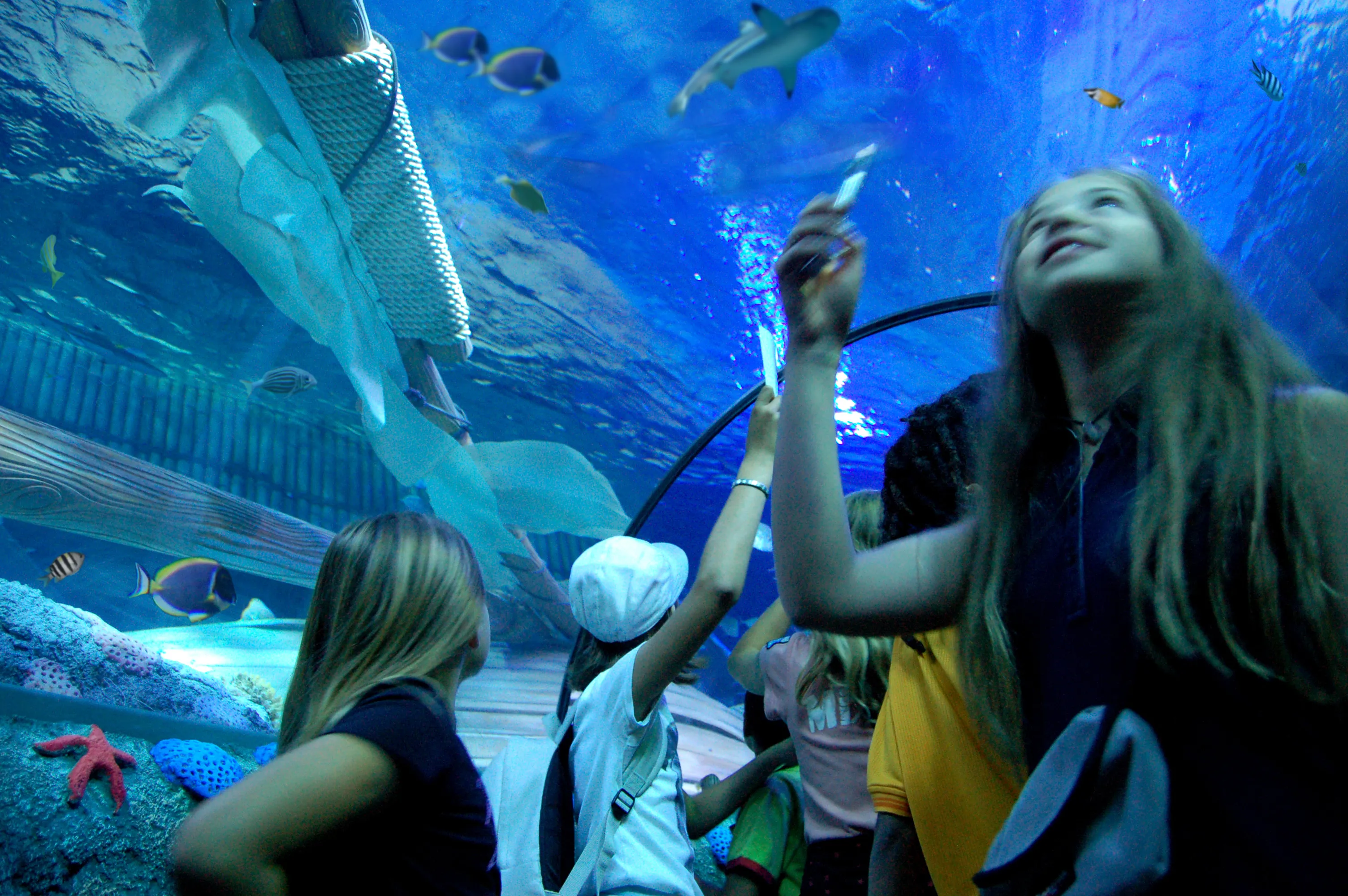 Gardaland SEA LIFE Aquarium - Attraversa il tunnel oceanico