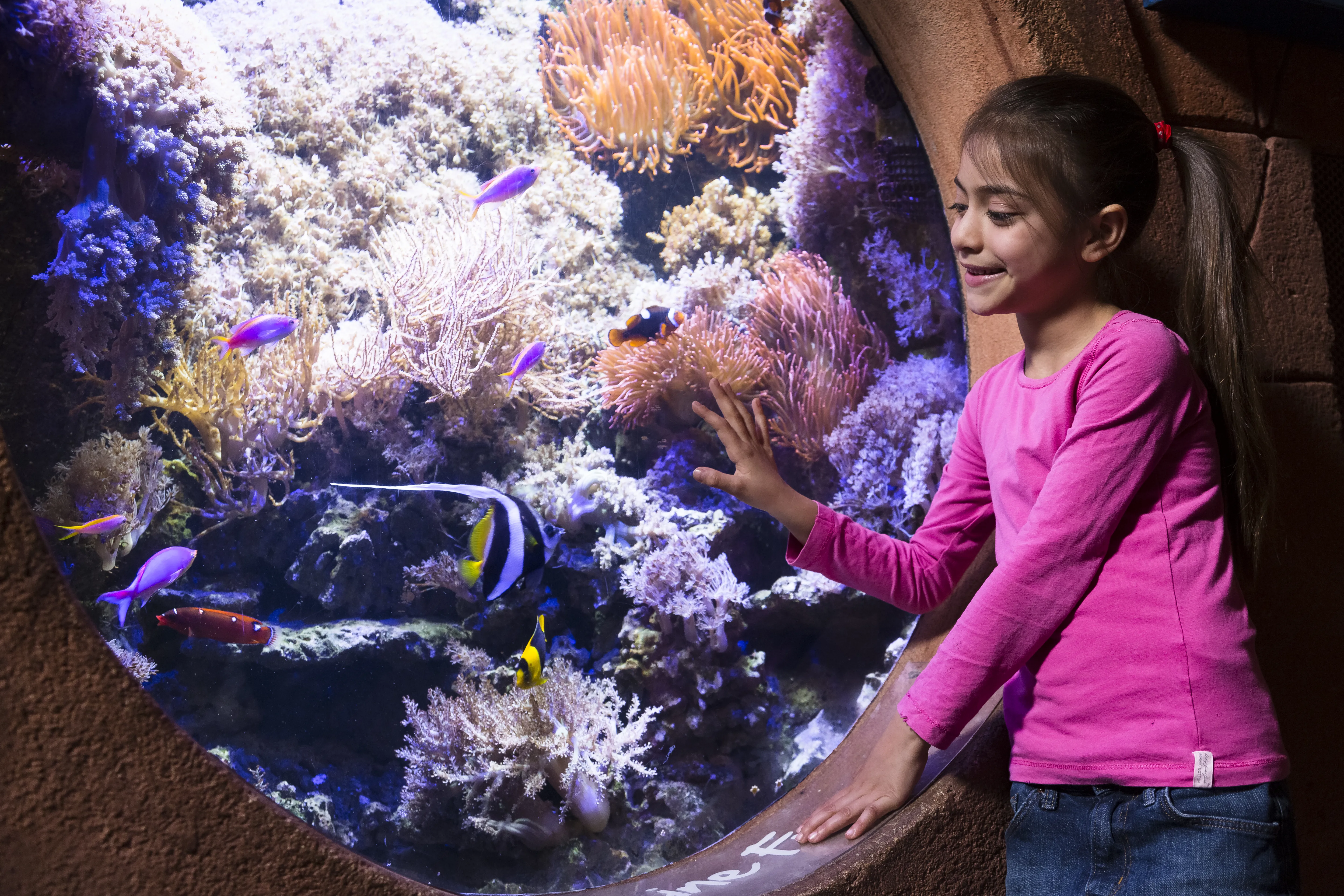 Gardaland SEA LIFE Aquarium - Barriera Corallina