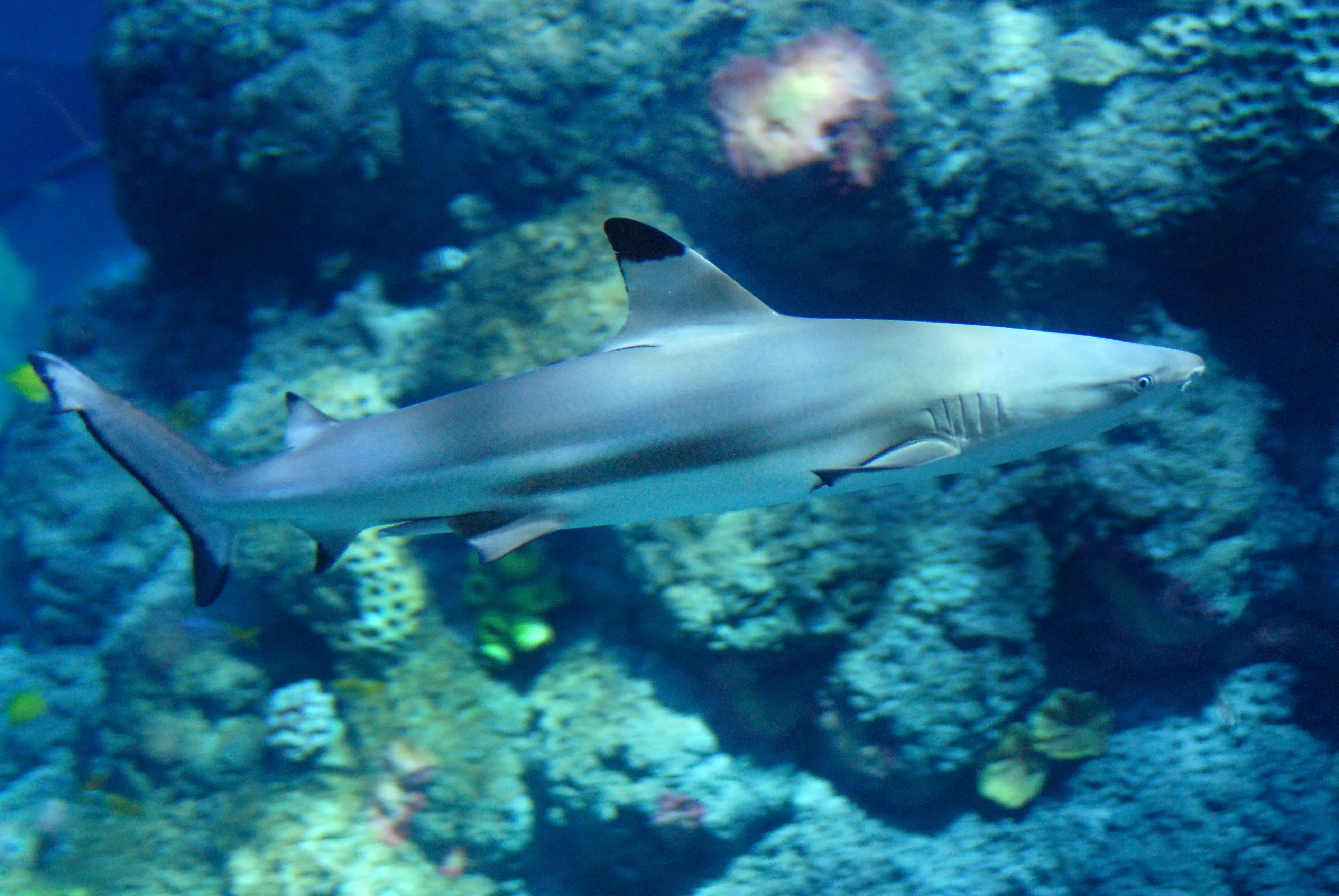 Gardaland SEA LIFE Aquarium - Squalo Pinna Nera