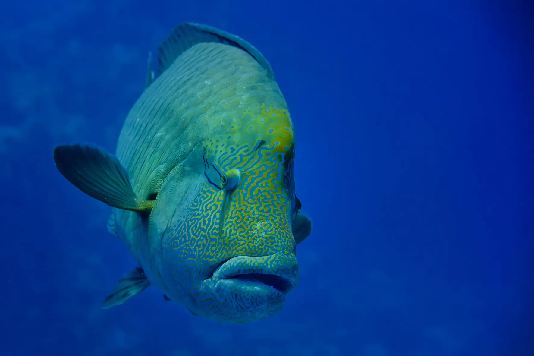 Gardaland SEA LIFE Aquarium - Pesce Napoleone