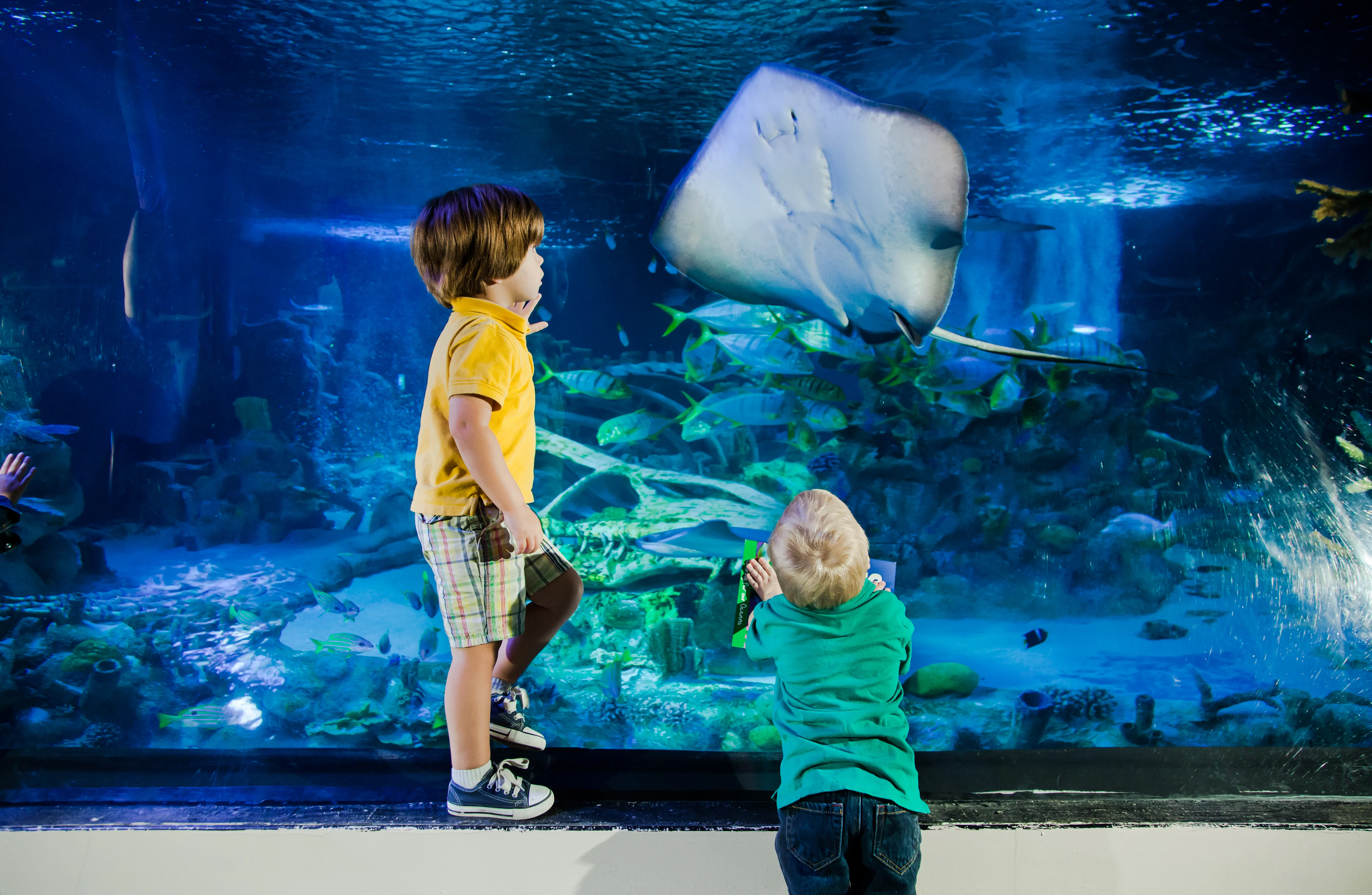 Gardaland SEA LIFE Aquarium - Bambini