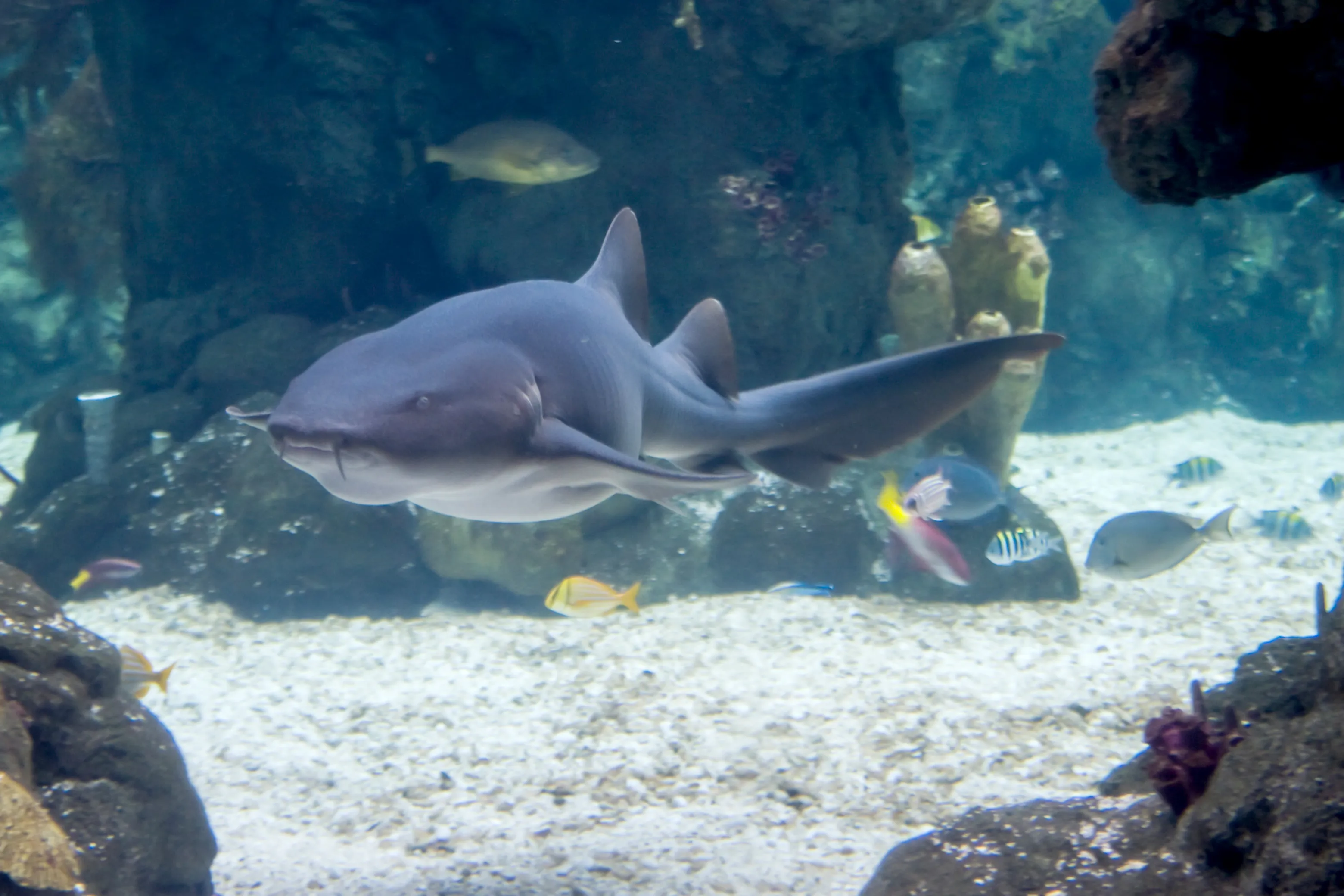 Gardaland SEA LIFE Aquarium - Squalo nutrice