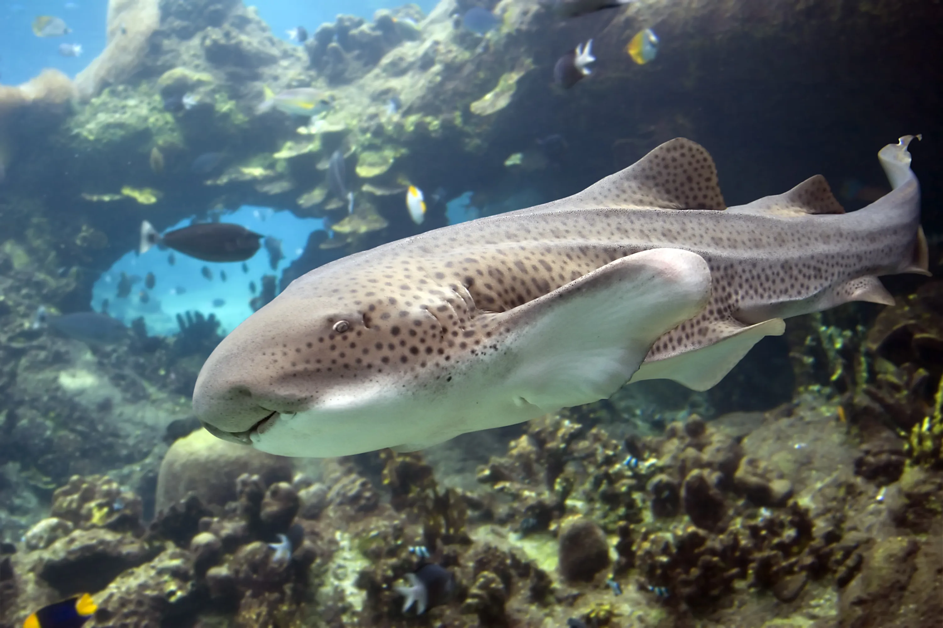 Gardaland SEALIFE Aquarium - Trigone Leopardato