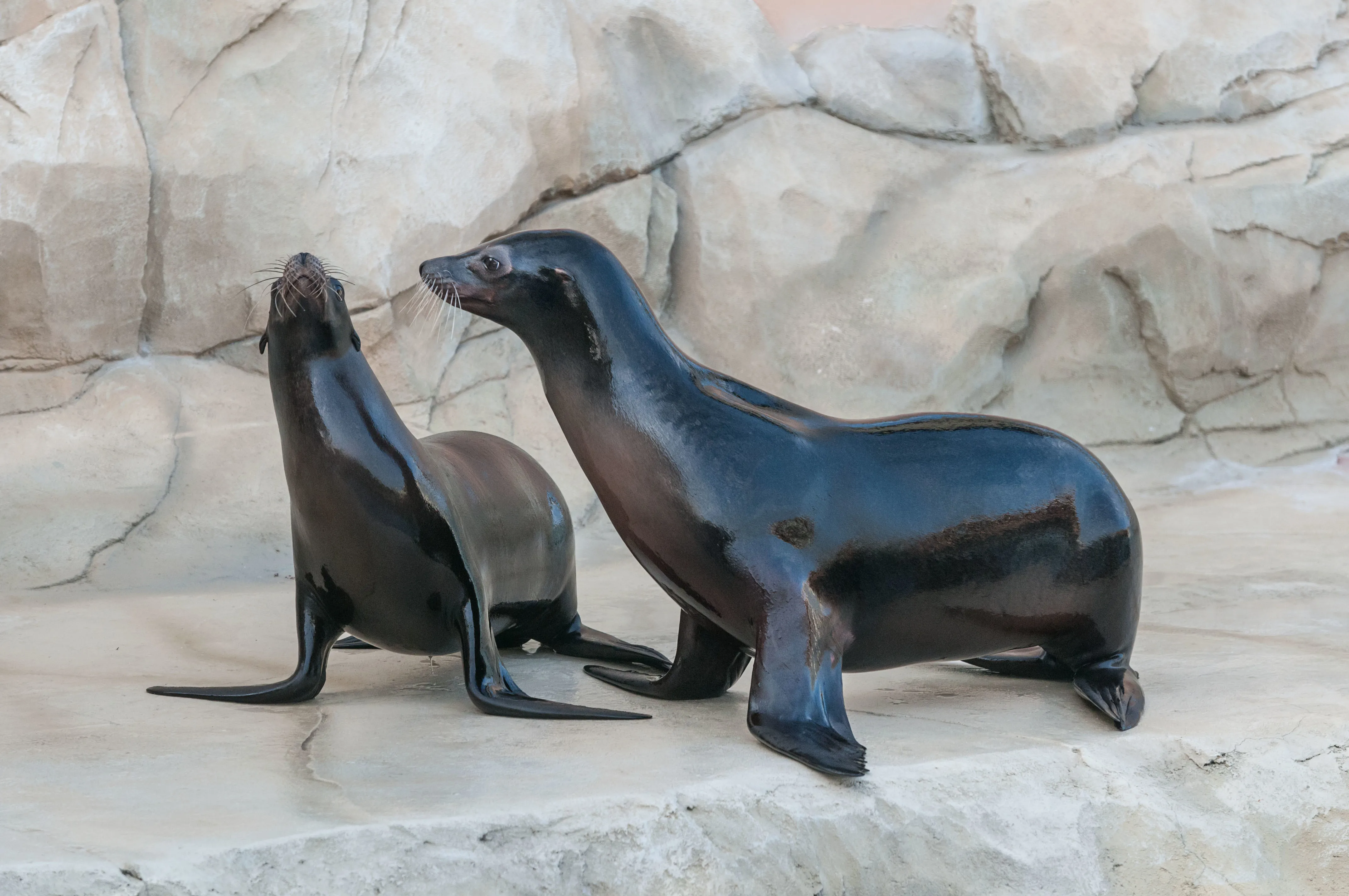 Gardaland SEA LIFE Aquarium - Incontra i leoni marini