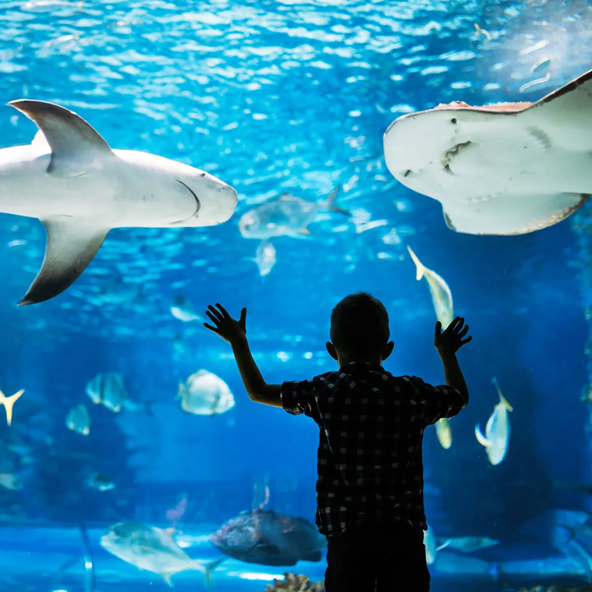 SEA LIFE