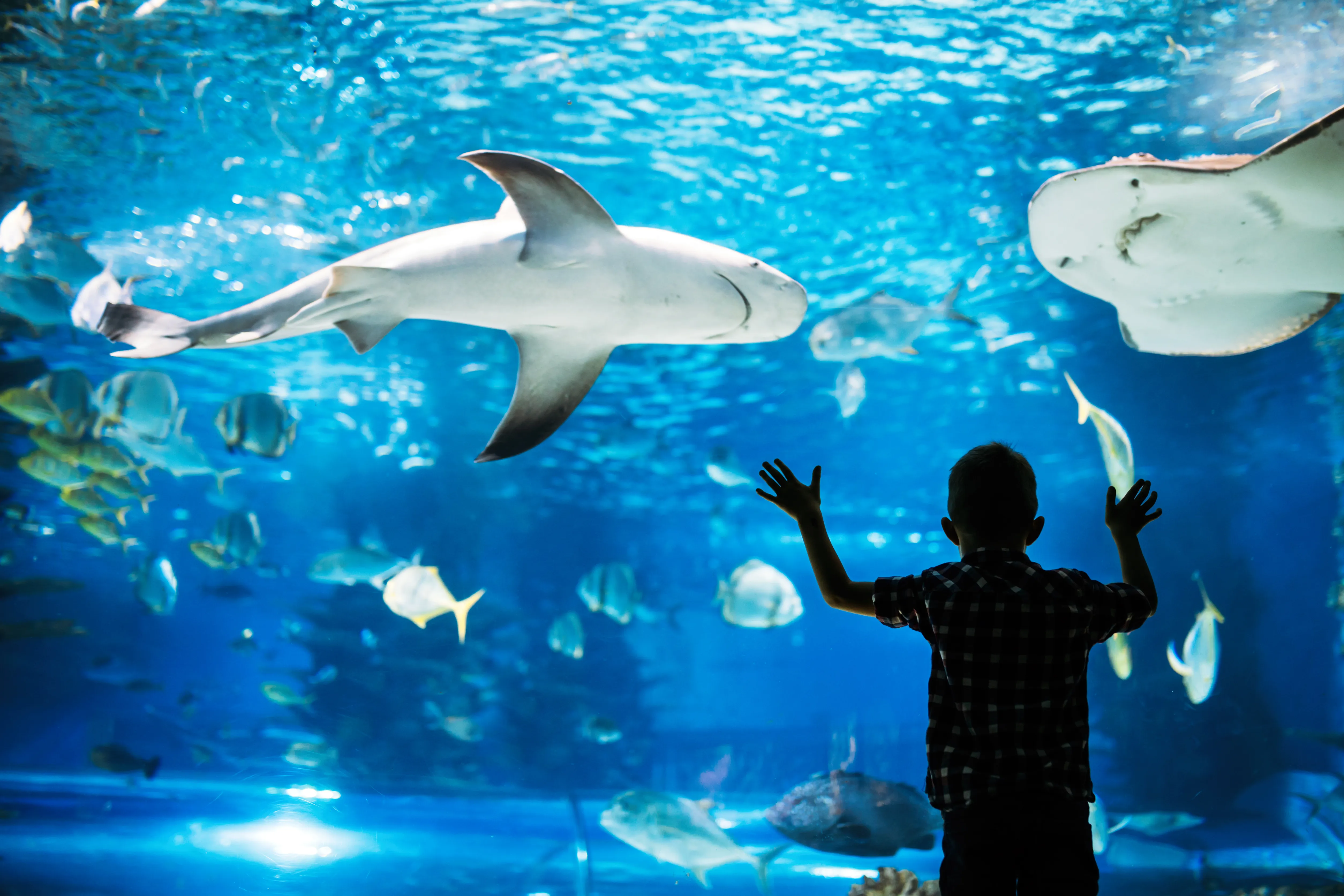 Gardaland SEA LIFE Aquarium - Vista oceanica